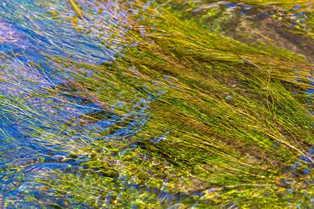 Algae on the surface of the water as a background.