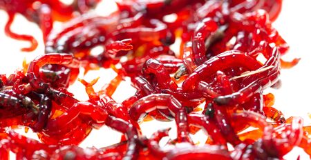Red bloodworm isolated on a white background. Macro.の写真素材