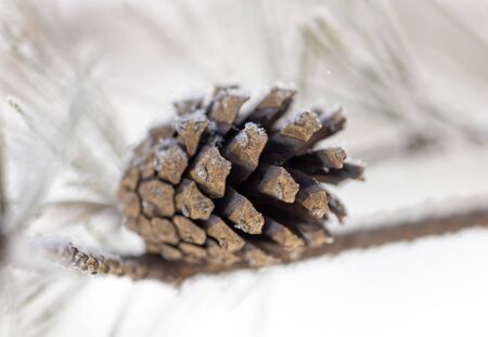 A cone on a conifer in the winter.の写真素材