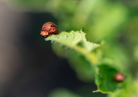 Colorado potato beetle in the garden. Macroの写真素材