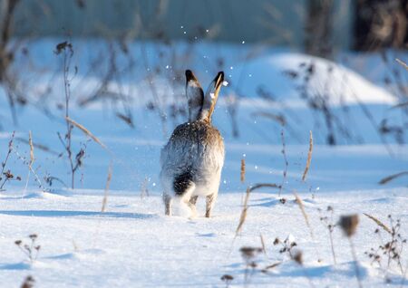 Wild hare in the snow in winter.の写真素材