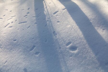 The shadow of the trees in the snow in winter.の写真素材