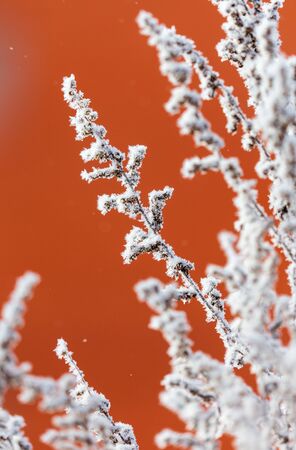Grass in hoarfrost in the winter on an orange background.の写真素材