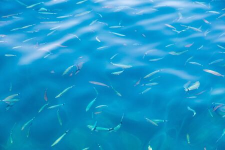 Fish in the blue water of the sea as a background.