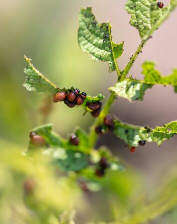 Colorado potato beetle in the garden. Macroの写真素材