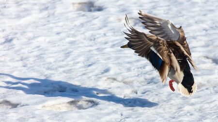 Duck flying in the snow in winter .の写真素材