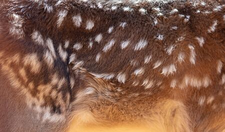 Spots on deer fur as a background.の写真素材