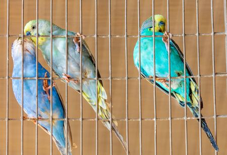 Budgies are sitting in a cage.の写真素材