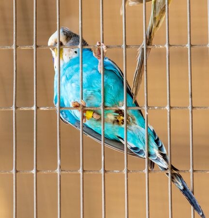 Portrait of a budgie in a cage.の写真素材