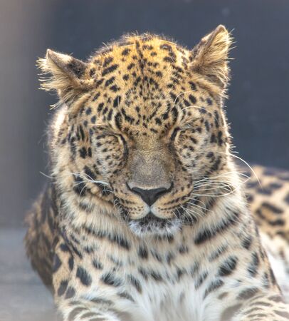 Portrait of a tiger in a zoo.の写真素材