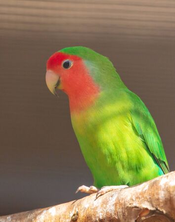Portrait of a lovebird parrot in a cage.