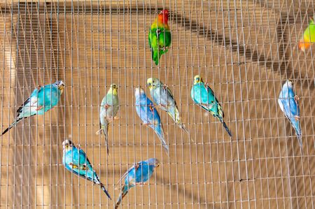 Budgies are sitting in a cage.の写真素材