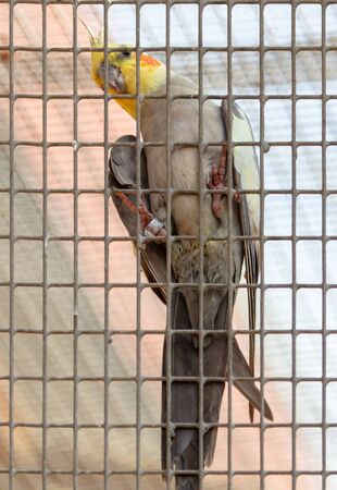 Portrait of a Corella parrot in a cage.の写真素材