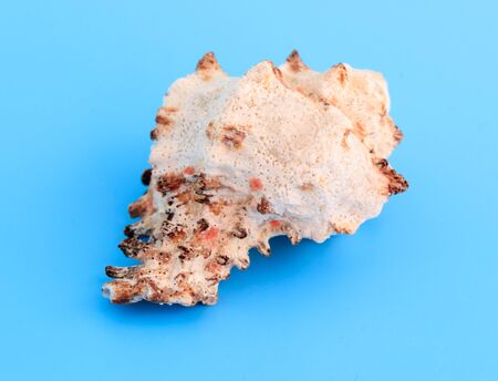 Sea shell isolated on a blue background.