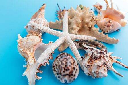 Sea shells and mollusks on a blue background.