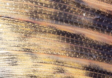 Fish fin as background. Macro