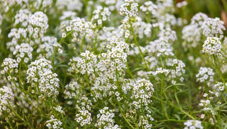 Beautiful white flower in the garden.の写真素材