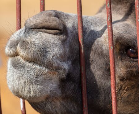 Camel asks for food at the zoo.の写真素材
