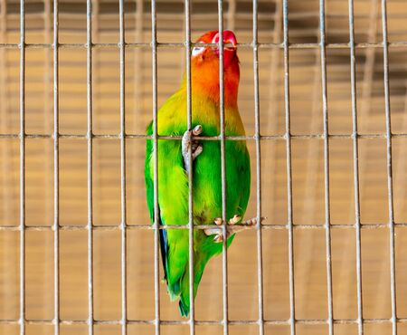 Portrait of a lovebird parrot in a cage.の写真素材