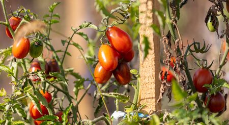 Ripe tomatoes on plants in the garden.の写真素材