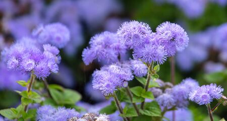 Beautiful blue flower in the garden.の写真素材
