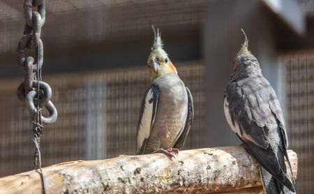 Parrots are sitting in a cage.の写真素材