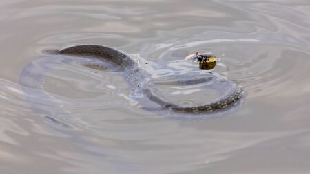 A snake swims in the expanse of water.の写真素材