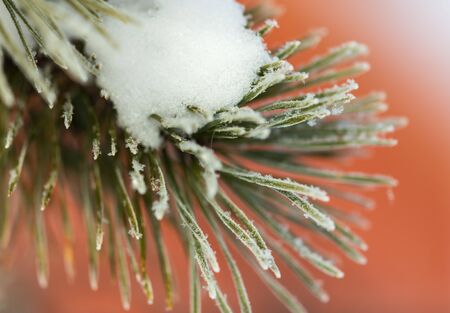 Coniferous tree branches in the snow in winter on an orange background.