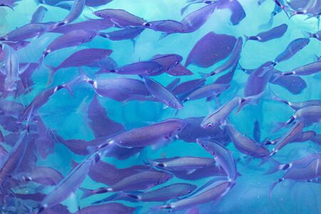 Fish in the blue water of the sea as a background.