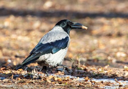A raven walks on the ground in the park.の写真素材