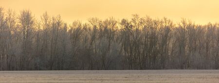 Trees in the snow and fog at dawn in the winter.の写真素材