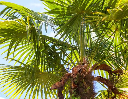 Palm trees in the park. Subtropical climate .の写真素材
