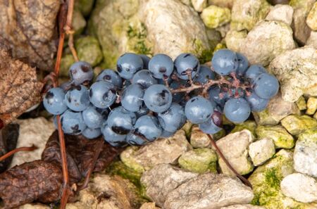 Black grapes on crushed stone in the fall.