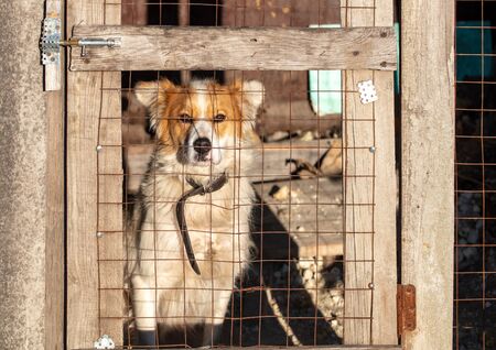Portrait of a dog behind a fence in a booth.の写真素材