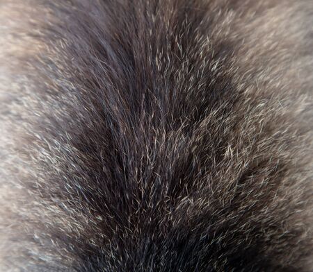 Cat hair as an abstract background.