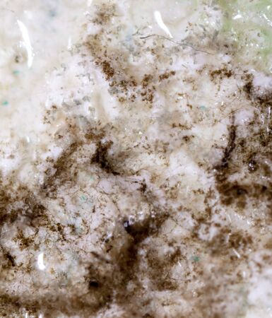 Mold on the wallpaper on the wall in the room. Macroの写真素材