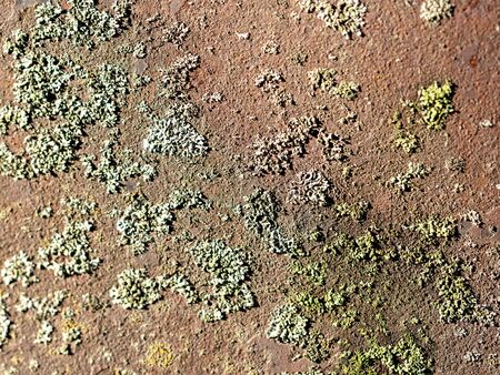 Moss on rusty metal as an abstract background.