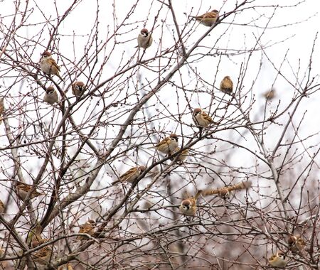 A flock of sparrows on the branches of a tree on a white background.