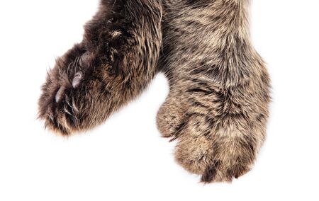 Cat paws isolated on white background.の写真素材