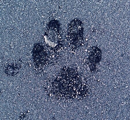 Cat track in the snow as a backdrop. Macroの写真素材