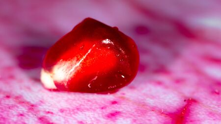 Red berries of ripe pomegranate. Macroの写真素材