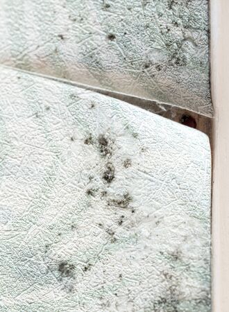 Mold on the wallpaper on the wall in the room. Macroの写真素材