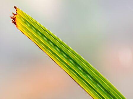 Green leaves of a date palm tree as background.