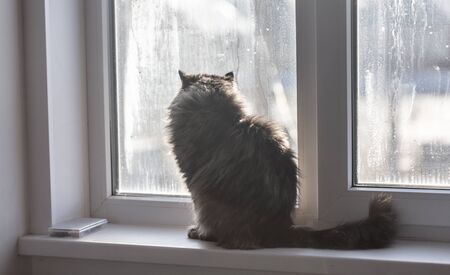 The cat is sitting on the window.の写真素材
