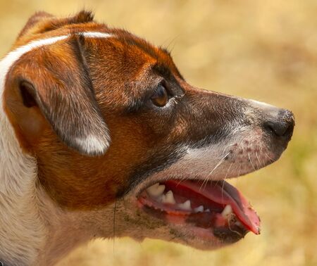 Portrait of a dog in nature.