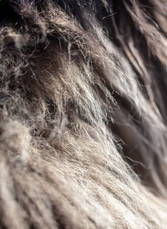 Fur of a cat as a background.の写真素材