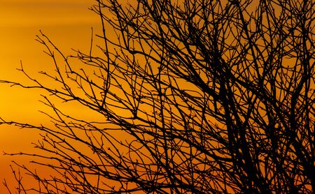 Leafless tree branches on a sunset background.