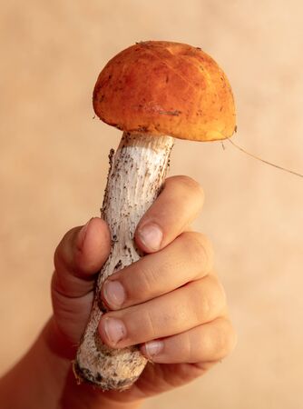 Edible mushroom from the forest in the hand of a man.の写真素材