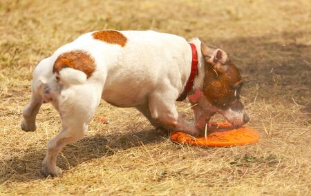 A dog is playing with a rubber toy on nature.の写真素材
