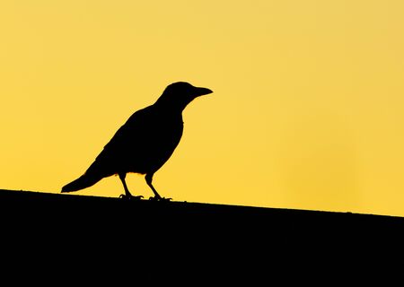 Black raven at dawn of the sun.の写真素材